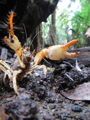 Engaeus tuberculatus