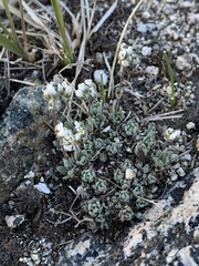 Draba breweri