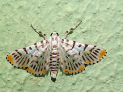 Polygrammodes maccalis