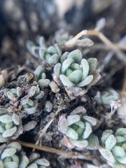 Draba breweri