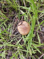 Suillus placidus