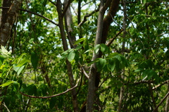 Bursera jerzyi