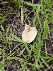 Suillus placidus
