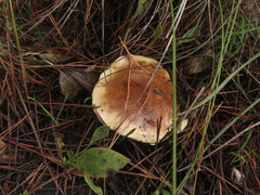 Suillus bellinii