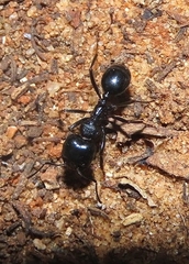 Messor ebeninus