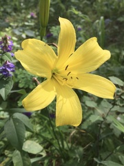 Hemerocallis minor