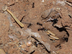 Messor ebeninus