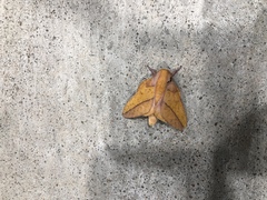 Syssphinx bisecta