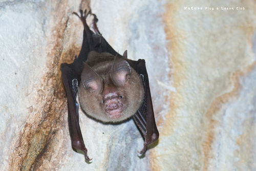Horsfield's Leaf-nosed Bat