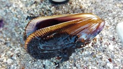 Brachidontes rostratus