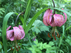 Lilium martagon pilosiusculum