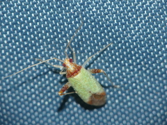 Phytocoris abeillei