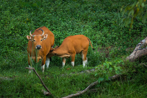 Mainland Banteng (Bos javanicus birmanicus)