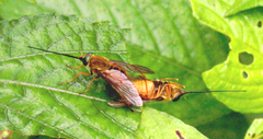 Philoliche macquartiana