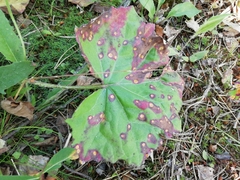 Puccinia poarum