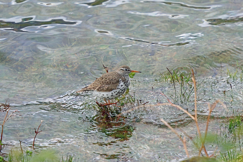Andarríos maculado (Actitis macularius)