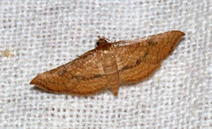Hypolamprus striatalis