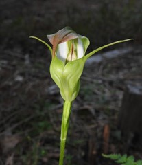 Pterostylis baptistii