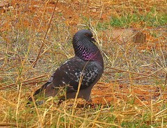 Columba livia domestica
