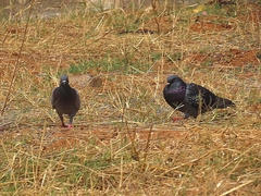 Columba livia domestica