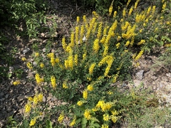 Cytisus nigricans
