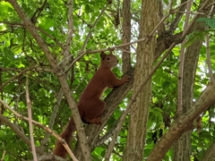 Sciurus vulgaris