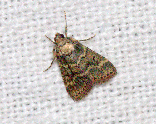 Lepidogma chlorophilalis