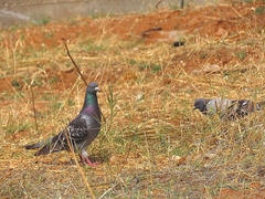 Columba livia domestica