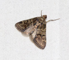Lepidogma olivalis