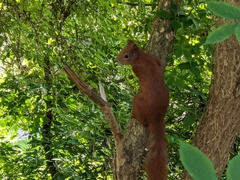 Sciurus vulgaris