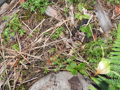 Pterostylis baptistii