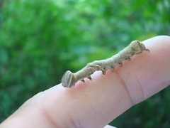 Lepidoptera