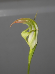 Pterostylis baptistii