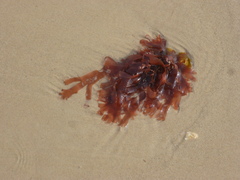 Metacallophyllis laciniata