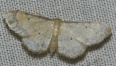 Idaea politaria