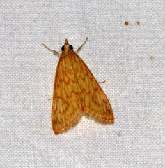 Ecpyrrhorrhoe damastesalis