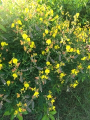 Crotalaria sagittalis