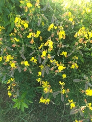 Crotalaria sagittalis