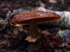 Cortinarius subcastanellus