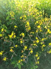 Crotalaria sagittalis