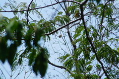Vireo flavoviridis