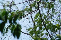Vireo flavoviridis