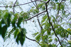 Vireo flavoviridis