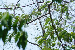 Vireo flavoviridis