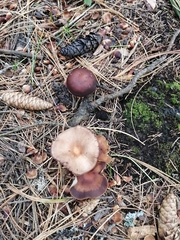 Gymnopus ocior