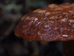 Cortinarius subcastanellus
