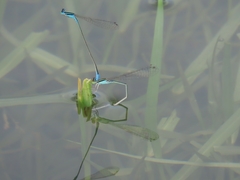 Aciagrion occidentale