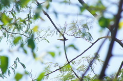 Vireo flavoviridis