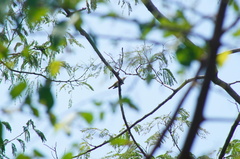 Vireo flavoviridis