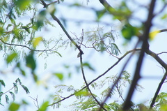 Vireo flavoviridis